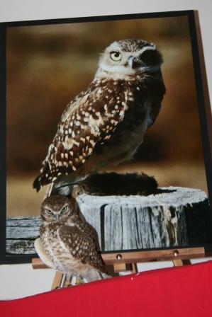 Burrowing Owl Poster boy IMG_6749sm