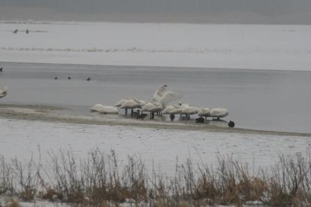 bombay hook swans IMG_7541