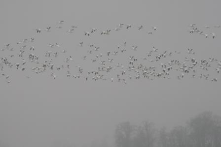 migrating geese at bombay hook IMG_7562