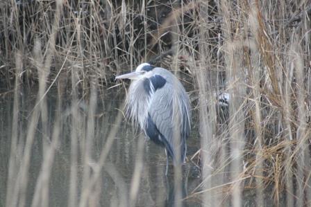 bombay hook great blue heron IMG_7593