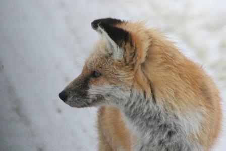 bombay hook fox IMG_7624