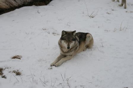 wolf park IMG_7881