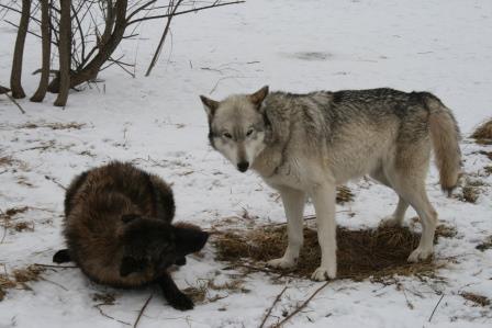 wolf park IMG_7900