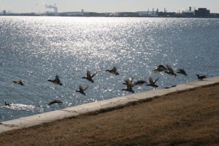 ducks at fort mchenry ftIMG_8070