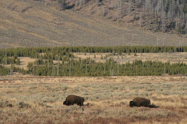 YELLOWSTONE NATIONAL PARK