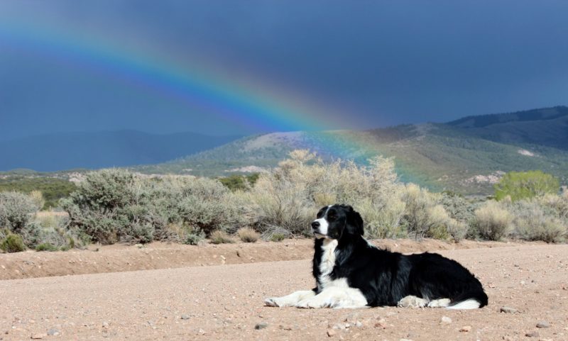 angelo-and-rainbow